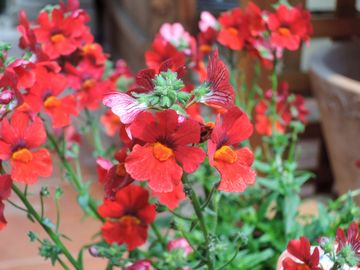 �l���V�A�@�T���T�V�A