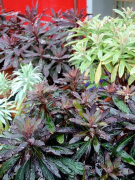 ���[�t�H���r�A