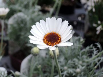 �A�t���J���A�C�Y