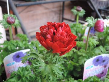 �I�[����