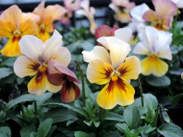 �i�`�����u�����Y�V�F�[�h