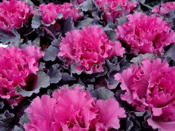 �t�@�[�X�g���f�B