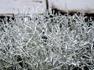 �v���`�[�i