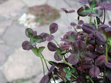 �E�F�A�g�t�F��