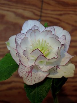 �N���X�}�X���[�Y