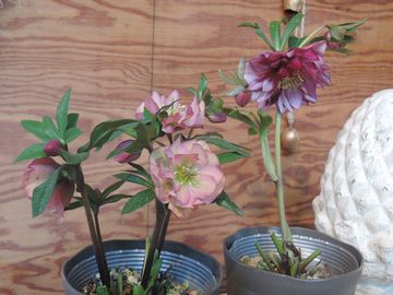 �N���X�}�X���[�Y