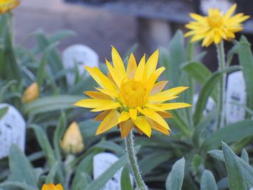 �w���N���T��