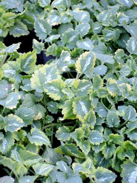 ���~�E��