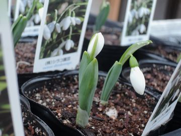 �X�m�[�h���b�v