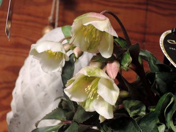 �E�B���^�[�x��