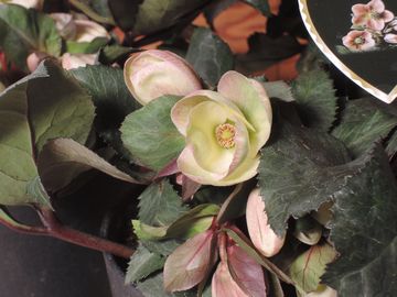 �s���N�t���X�g