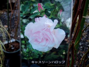 �L���X���[���n���b�v