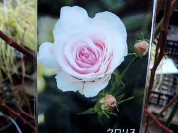 �N�����X