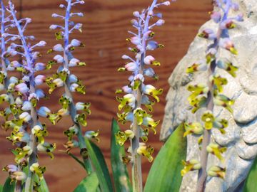 ���^�r���X