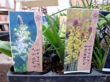 ���P�i���A