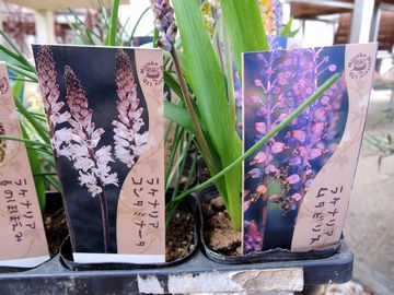 ���P�i���A