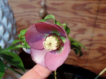 �N���X�}�X���[�Y