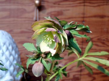 �N���X�}�X���[�Y