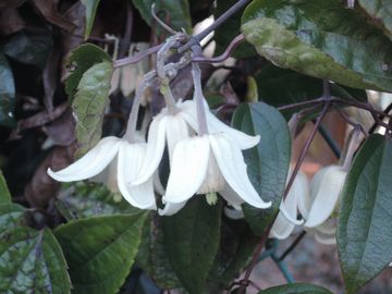 �A���X���l���V�X