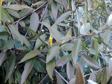 �J�����C�i�W���X�~��