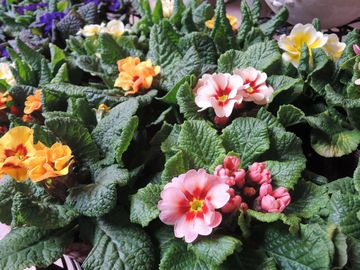 �v������