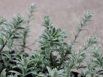 �E�G�X�g�����M�A