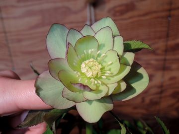 �N���X�}�X���[�Y