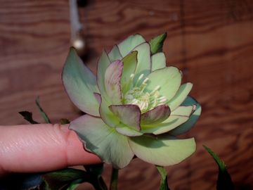 �N���X�}�X���[�Y