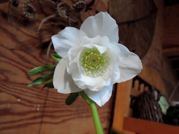 �N���X�}�X���[�Y