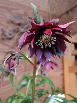 �N���X�}�X���[�Y