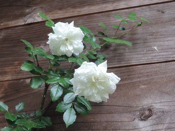 �}�_���A���f�B�[