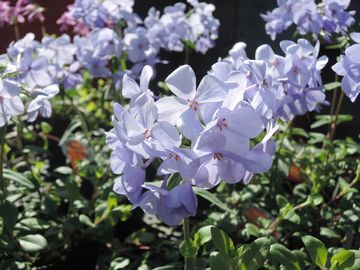 �t���b�N�X