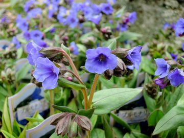 �v�����i���A