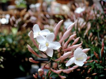 �H�߃W���X�~��