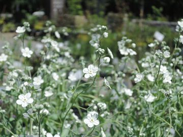 �I���t�@���f�X