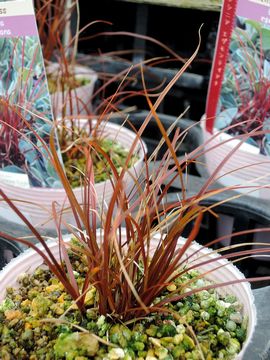 �E���V�j�A