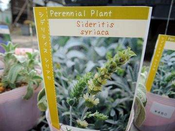 �V�f���e�B�X