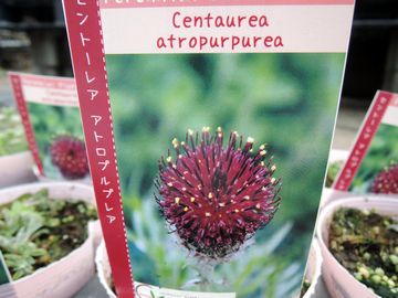 �A�g���p�[�v���A