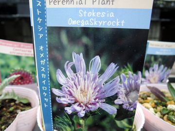 �I���K�X�J�C���P�b�g