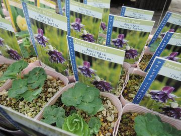 �N���X�^���o���[