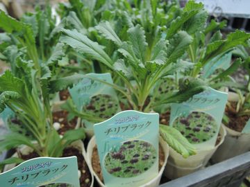 �`���u���b�N