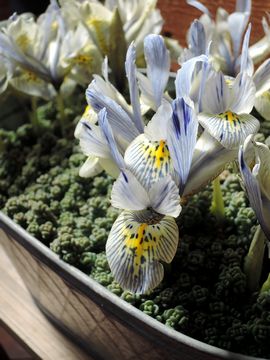 �~�j�A�C���X