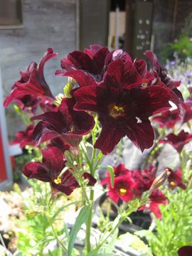 �T���s�O���V�X