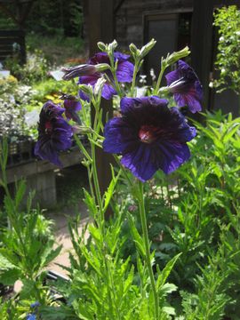 �T���s�O���V�X