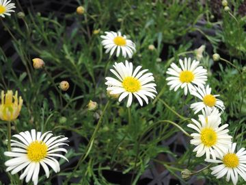 �u���L�J��