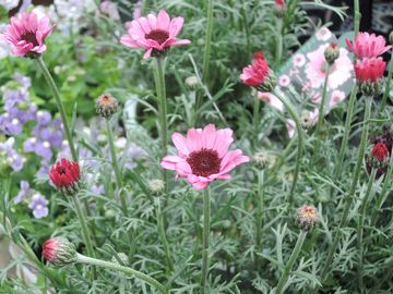 �}�[�L�����[