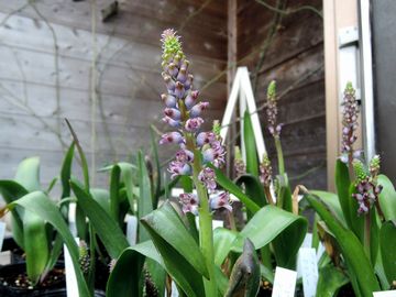 ���P�i���A�@�y���V�[