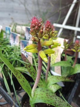 ���P�i���A�@�t�̂قق���