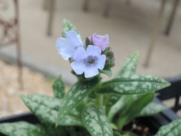 �v�����i���A�@�I�p�[��