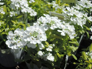 �C�x���X�@�S�[���h�V���K�[